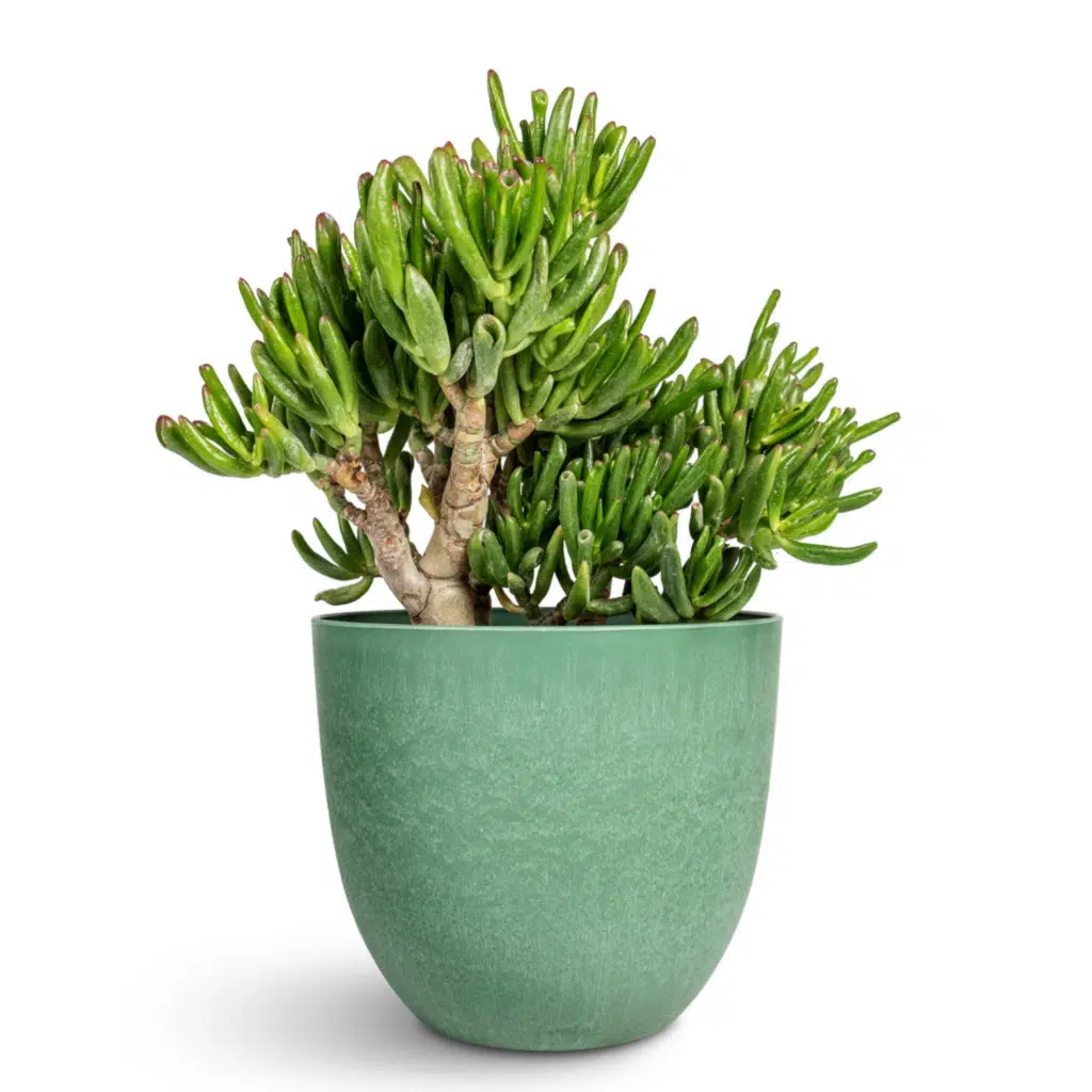 Gollum Jade