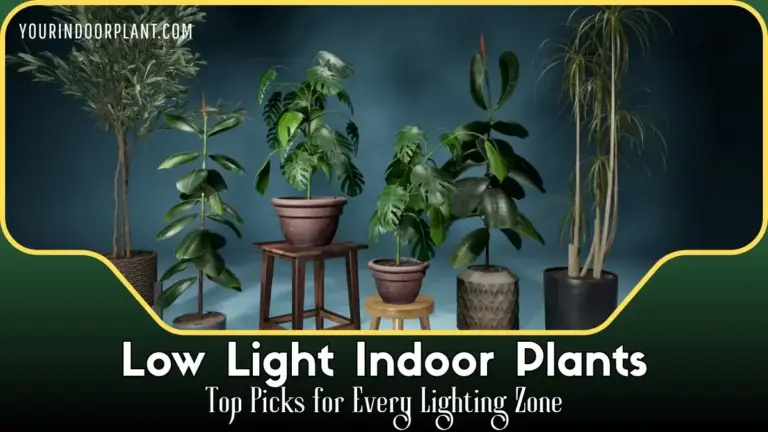 Low Light Indoor Plants: Top Picks for Every Lighting Zone