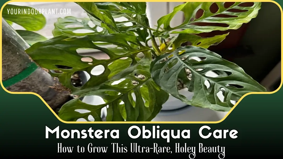 Monstera Obliqua Care
