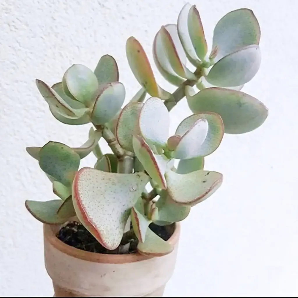 Silver Dollar Jade 1