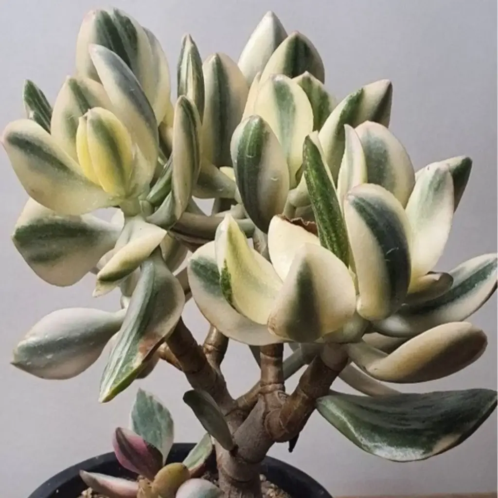 Variegated Jade 1
