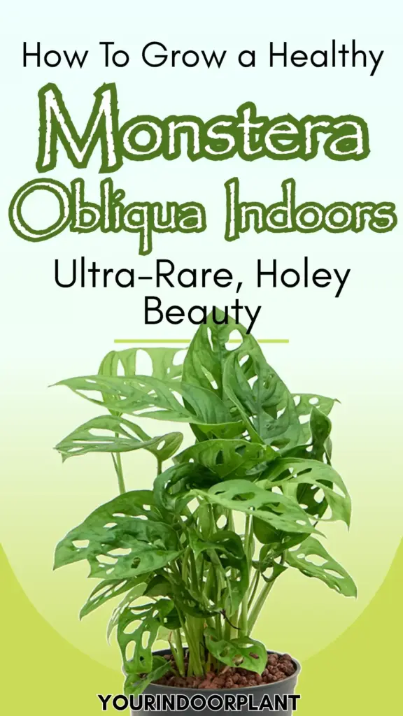Monstera Obliqua Care: How to Grow This Ultra-Rare, Holey Beauty 2 monstera obliqua plant care 1