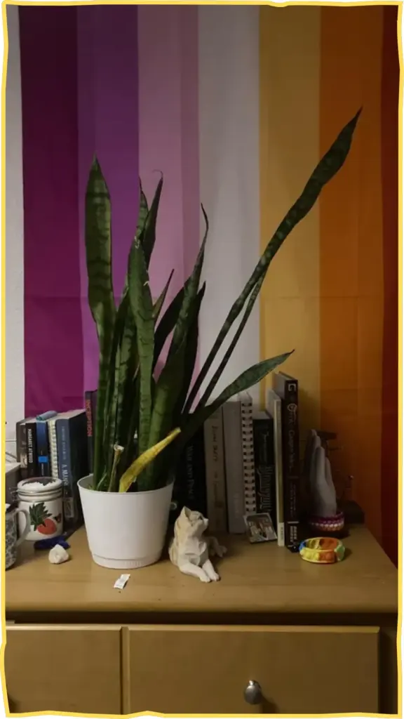 snake plant decor ideas 1 1