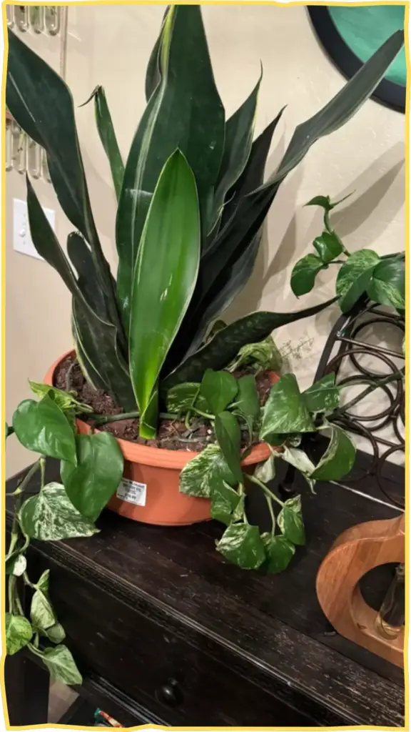 snake plant decor ideas 2 1