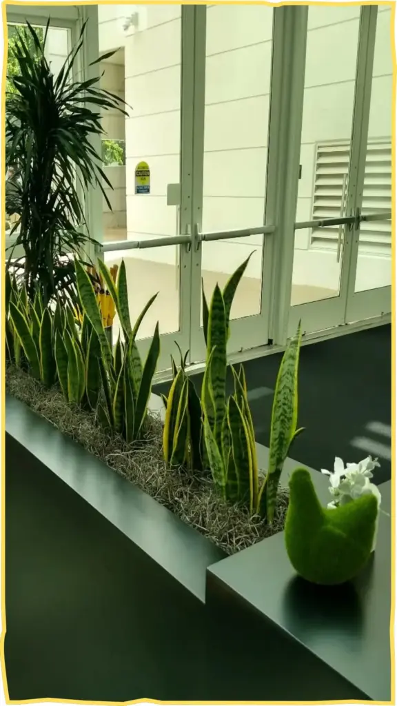 snake plant decor ideas 3 1