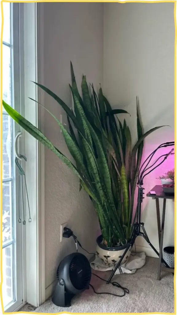 snake plant decor ideas 5