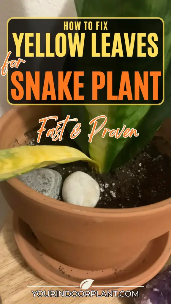 How to Fix Yellow Leaves for Snake Plant Fast Proven 1