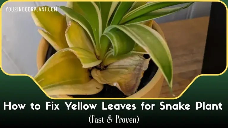 How to Fix Yellow Leaves for Snake Plant