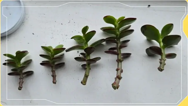 How to Propagate Jade Plants: Step-by-Step Guide 2 How to Propagate Jade Plants from Stem Cuttings