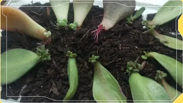 How to Propagate Jade Plants: Step-by-Step Guide 3 jade plant 1