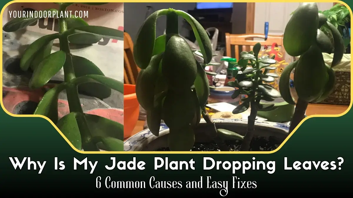 Why Is Jade Plant Dropping Leaves