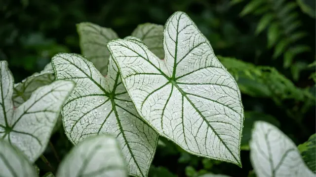 Caladium (Angel Wings)