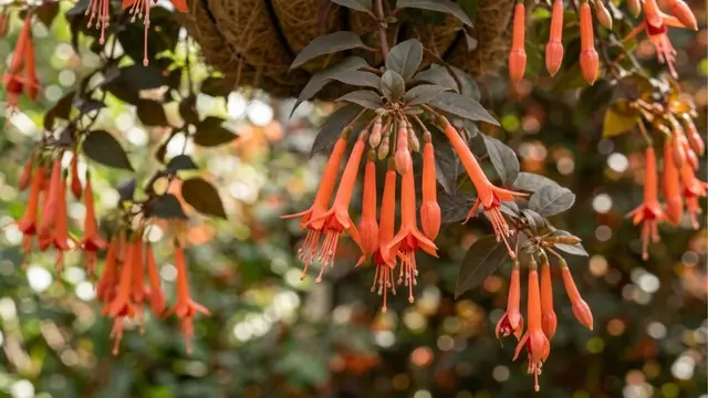 Fuchsia (Heat-Tolerant Cultivars)