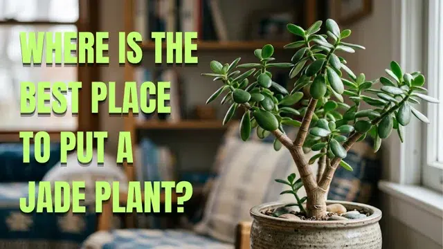 Where is the best place to put a jade plant?