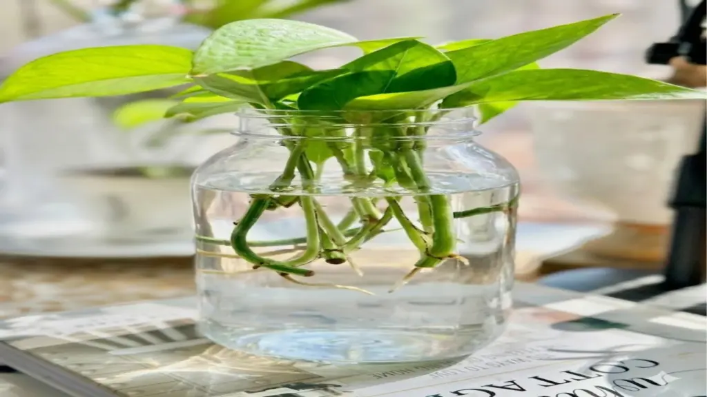 Pothos Care Guide: What Actually Works (Tested in a Real Home) 3 pothos cuttings in water vases