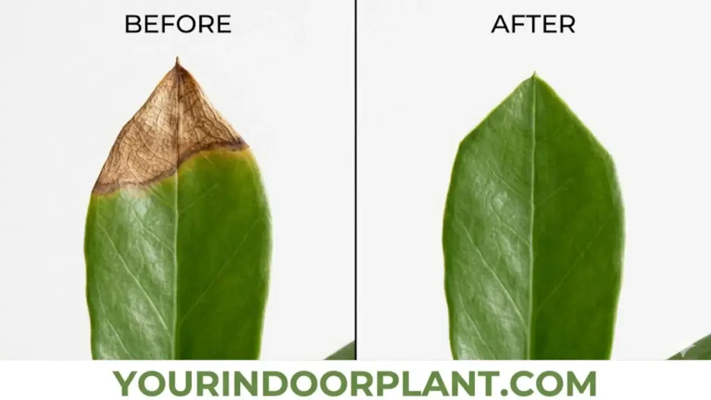Before and After Trimming ZZplant