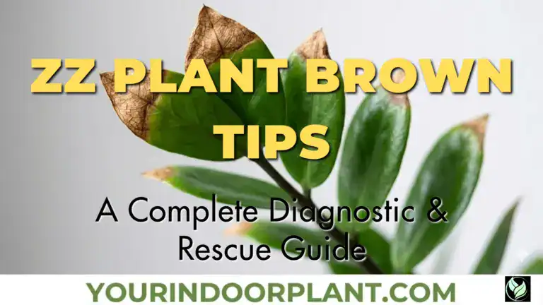 ZZ Plant Brown Tips