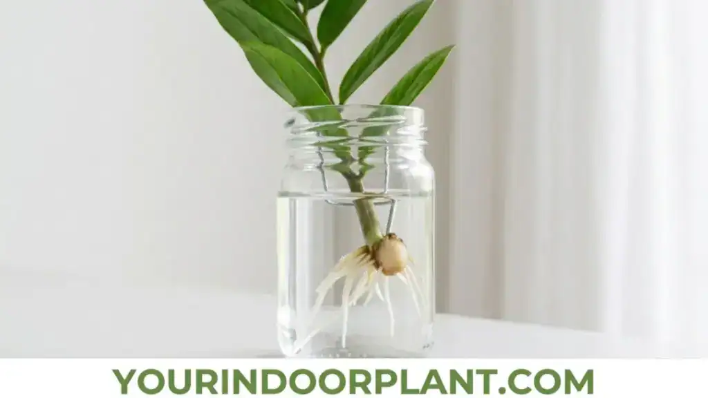 ZZ Plant Propagation