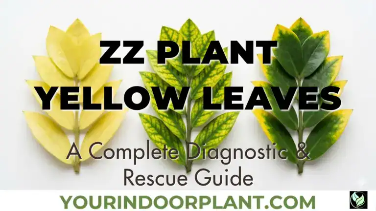 ZZ Plant Yellow Leaves