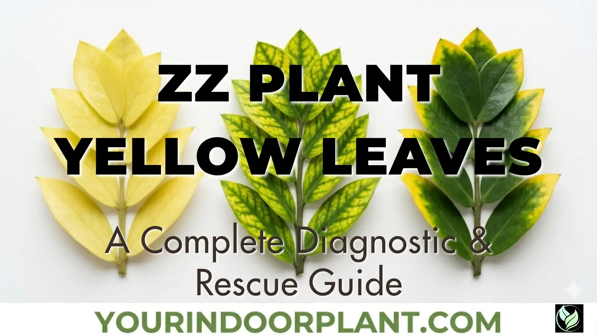 ZZ Plant Yellow Leaves