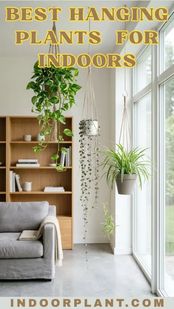 Best Hanging Plants for Indoors