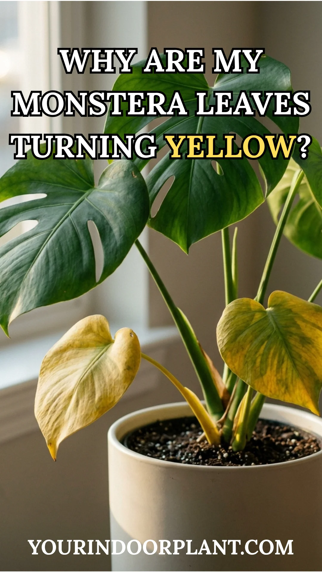 Monstera Leaves Turning Yellow