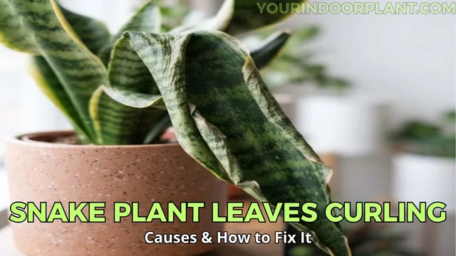 Snake Plant Leaves Curling