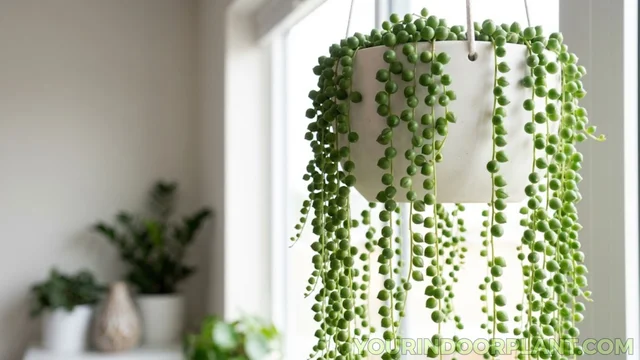 String of Pearls