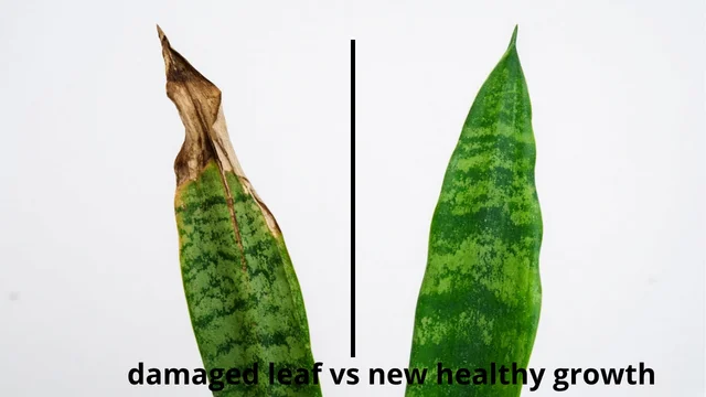 Side-by-side: damaged leaf vs new healthy growth