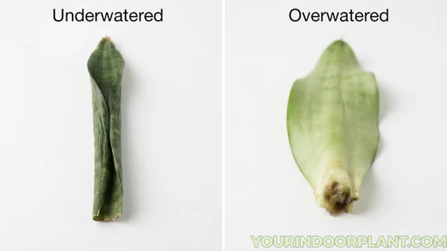 comparison of two snake plant leaves